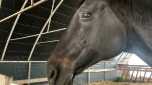 Телячьи хвосты и Ляля-няня