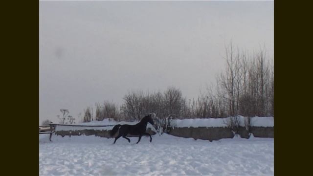 Конный завод "Урожай" Орловский жеребец Заголовок 2016 г.р. смотреть онлайн