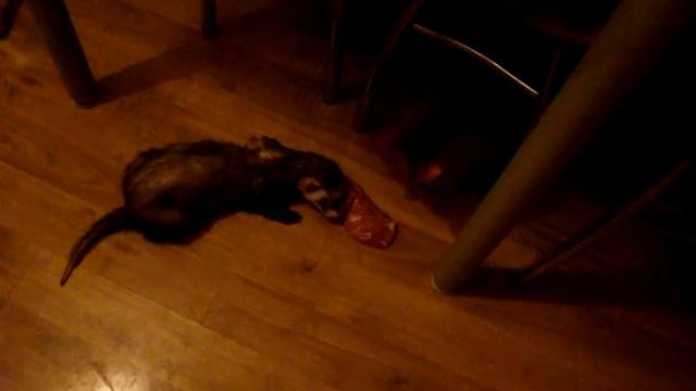 Хорёчек увёл у кошака 1 кг мяса. смотреть онлайн