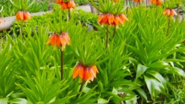 ВЕСЕННИЕ ЦВЕТЫ! МОЙ ТОП 10 🥰💐🌺🌷
