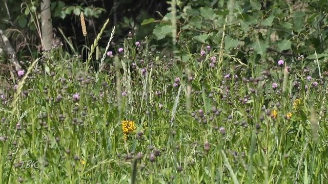 В Томской области лабораторно подтверждено 44 случая клещевого энцефалита, в том числе у 16 детей смотреть онлайн