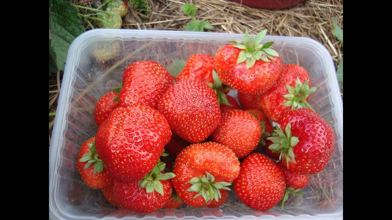 КЛУБНИКА СЕНСАЦИЯ ПОЛНОСТЬЮ ОПРАВДЫВАЕТ СВОЕ ИМЯ , ДЕЙСТВИТЕЛЬНО СЕНСАЦИЯ . НАЧАЛО ПЛОДОНОШЕНИЯ смотреть онлайн