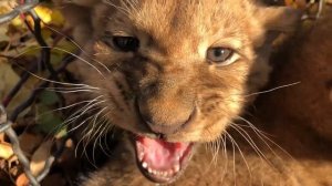 Четверка ЗЛЮЩИХ ЛЬВОВ .Нападение на фотографа.Тайган