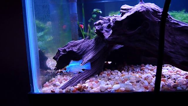 Electric Blue Ram Pair 20 Long Fish Tank Aquarium HD -- Lumix LX3 смотреть онлайн