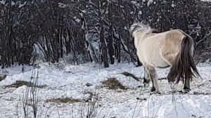 Якутские лошади в арктическом районе Якутии. Один день из сельской жизни