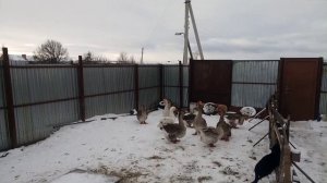 Когда наступает половое созревание Холмогорского гуся и что такое экстерьер а также о стандарте!!