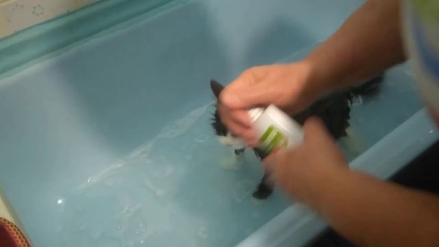 Купание моего кота Фунтика.Кот не должен бояться воды. смотреть онлайн