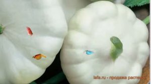 Патиссон пятачок Пятачок (pyatachok) ? патиссон Пятачок обзор: как сажать семена патиссона Пятачок