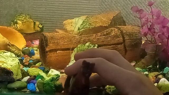 Все мои фигурки собак, волков и прочих! ? смотреть онлайн