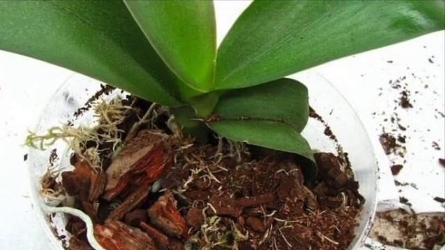 ЩИТОВКA / КАК ИЗБАВИТЬСЯ ОТ ЩИТОВКИ НА ОРХИДЕЕ БЫСТРО смотреть онлайн