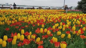 В Днепропетровске высадили тысячи тюльпанов