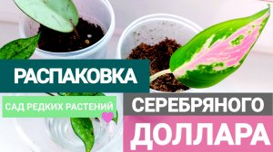 Распаковка "Серебряного Доллара". Чуть помятые, но живёхоньки! Хойя, аглаонема