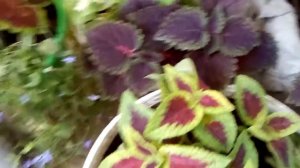 КОЛЕУС От семян до растения.