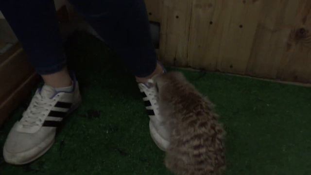 ЛЕРА В КОНТАКТНОМ ЗООПАРКЕ. И СМЕХ И СЛЁЗЫ смотреть онлайн