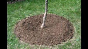 Надо ли окапывать деревья в саду. Лучше конечно окапывать, тогда требуется меньше удобрения и воды.
