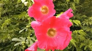 ВСЁ ДЛЯ ТЕБЯ - ЦВЕТОЧНЫЕ ПОЛЯНЫ🌸для тебя-моря и океаны🌊Как прекрасен этот мир ПОСМОТРИ🌞музыка цвето