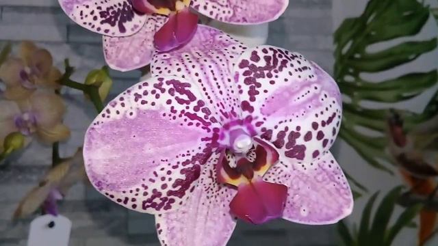 Новые орхидеи моим подписчикам/11.08.2019 смотреть онлайн