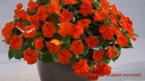 Бальзамин обыкновенный Оранж ? бальзамин Оранж обзор: как сажать семена бальзамина Оранж