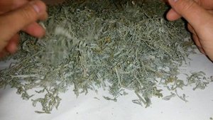 Полынь горькая, серебристая, белая, купить.