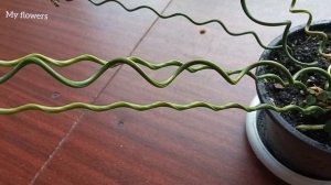 Дизайнерское растение в вашем доме.Ситник