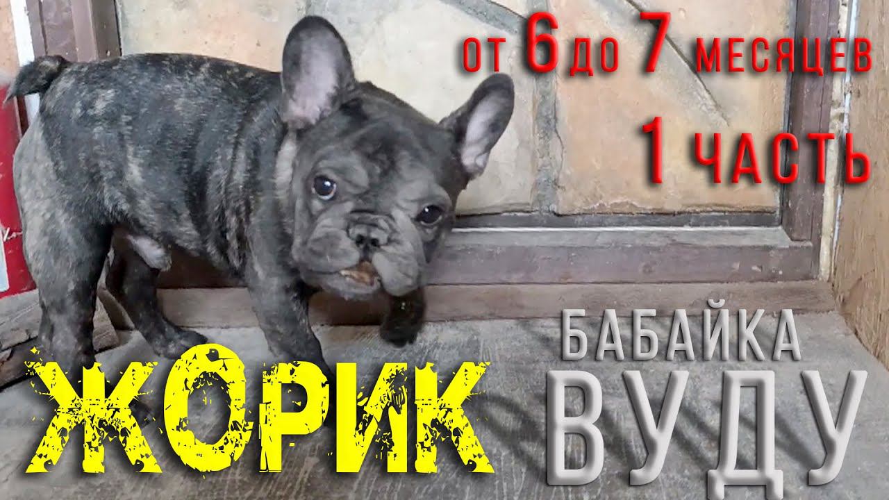 15,Жорик Французский бульдог.от 6 до 7 мес.1 часть.Обряд вуду. Жорж де КОЛОбуль