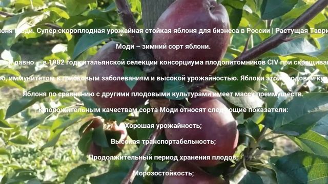 Карликовая яблоня Моди Оптом Россия | Растущая Таврида
