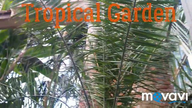 🌵FLOWER VLOG: Аптекарский Огород🌿 смотреть онлайн