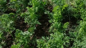 Почему растет кудрявая морковь?