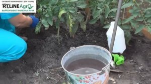 Чем удобрять помидоры. Подкормка томатов в открытом грунте .