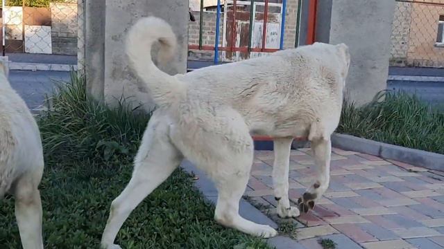 Алабай охранник своей территории #alabai #алабай #dog # смотреть онлайн