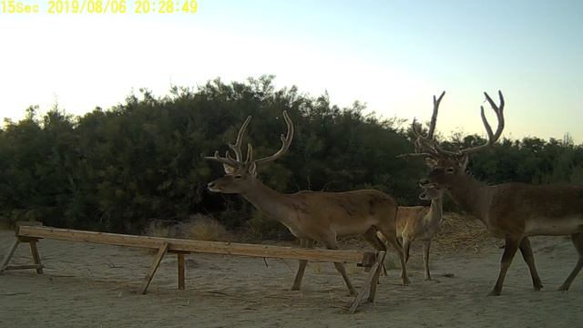 Бухарские олени смотреть онлайн