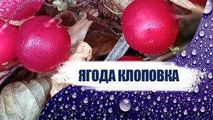 Ягода клоповка 2021.mp4