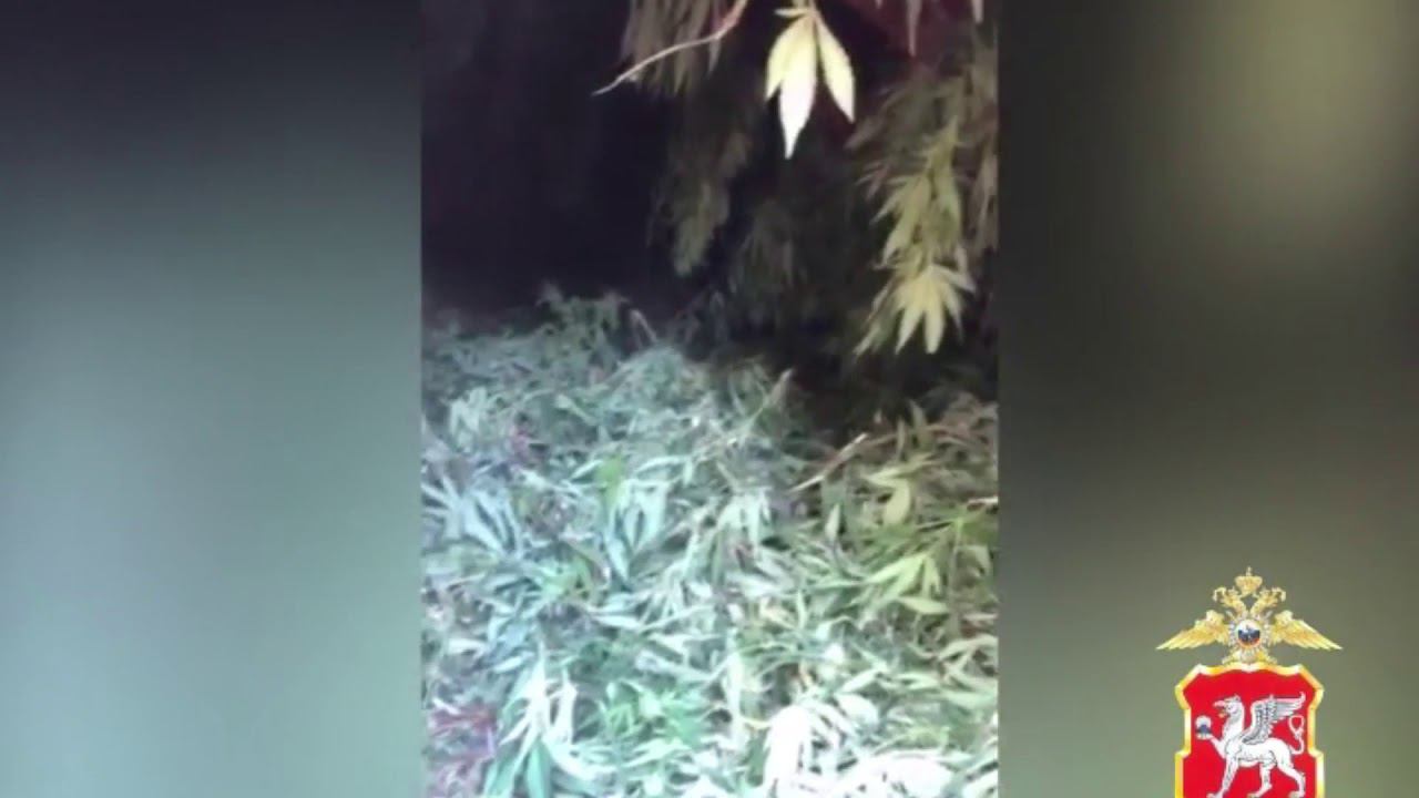 Наркобарон по-крымски: 12 килограмм конопли обнаружили оперативники в частном доме смотреть онлайн