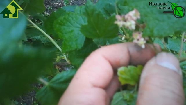 РАСПОЗНАТЬ и ОБЕЗВРЕДИТЬ МУЖСКУЮ СМОРОДИНУ! Урожай не нравится? Посмотрите на БОЛЕЗНИ СМОРОДИНЫ! смотреть онлайн