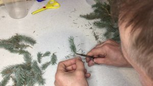 Черенкование голубой ели. Удачный эксперимент.