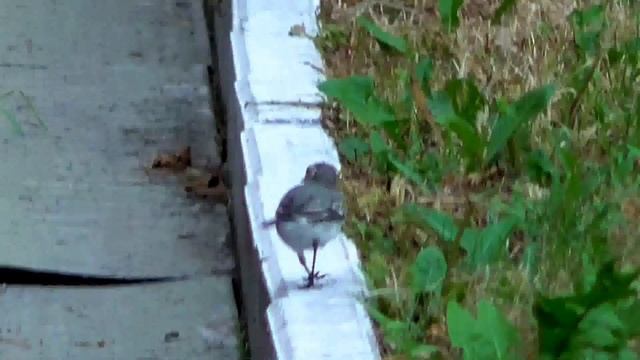 White wagtail - Белая трясогузка - Плиска біла