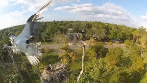 FPV, огромные птицы атакуют квадрокоптер )