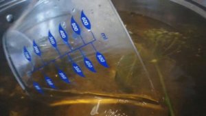 ПОМИДОРЫ  и ОГУРЦЫ с ДУБОВЫМИ  ЛИСТЬЯМИ на ЗИМУ