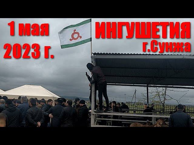 Выставка овец гиссарской породы (Гиссары). Ингушетия, 01.05.23г.