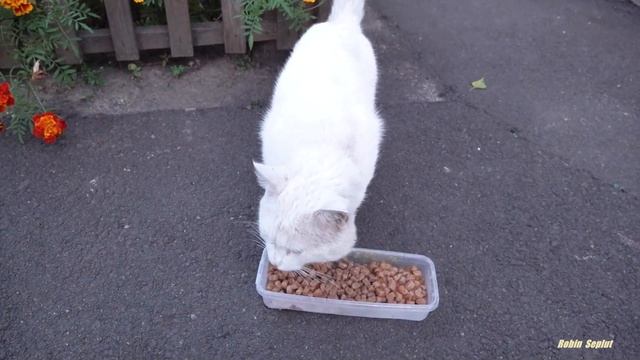 White cat asks for food on the street смотреть онлайн