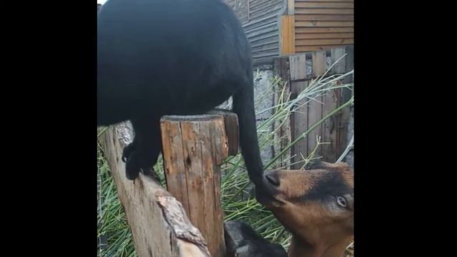 Козел схватил кота за хвост смотреть онлайн
