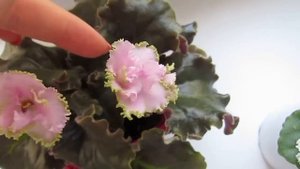 Цветущие стандартные фиалки.Обзор моих новых фиалок.Цветение фиалок.