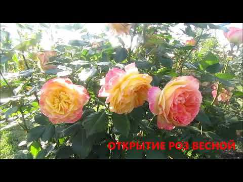 10 СОВЕТОВ ОТ НЕМЕЦКИХ РОЗОВОДОВ. МОИ РЕЗУЛЬТАТЫ ЭКСПЕРИМЕНТА... смотреть онлайн