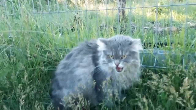 Лисичку Дусю приучаем к шлейке смотреть онлайн