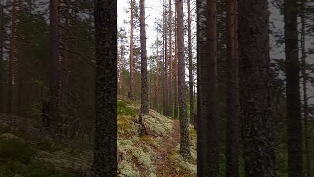 Карелия.  Отдых на лесных озерах
