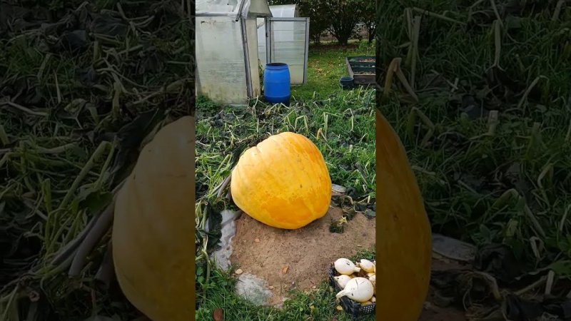 Поздравление с праздниками! Подмершая кожура тыквы. Озвучил вес Гиганта.
