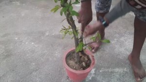 Воздушное укоренение
