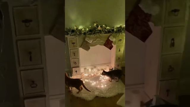 Возможна ли ёлка в доме с котами? | Is it possible to have a Christmas tree in a house with cats?