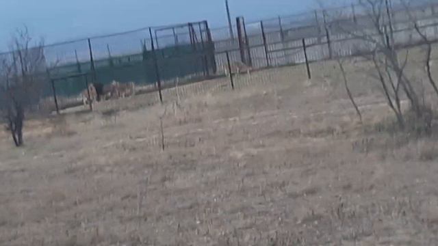 Лев Алекс и его дамы, в качестве гостинца им были переданы 4 курицы через кипера Витю. смотреть онлайн