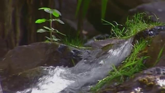 Топится в огороде баня смотреть онлайн